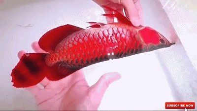 藍色的龍魚多少錢一斤圖片 藍色的龍魚多少錢一斤圖片 龍魚百科 第22張