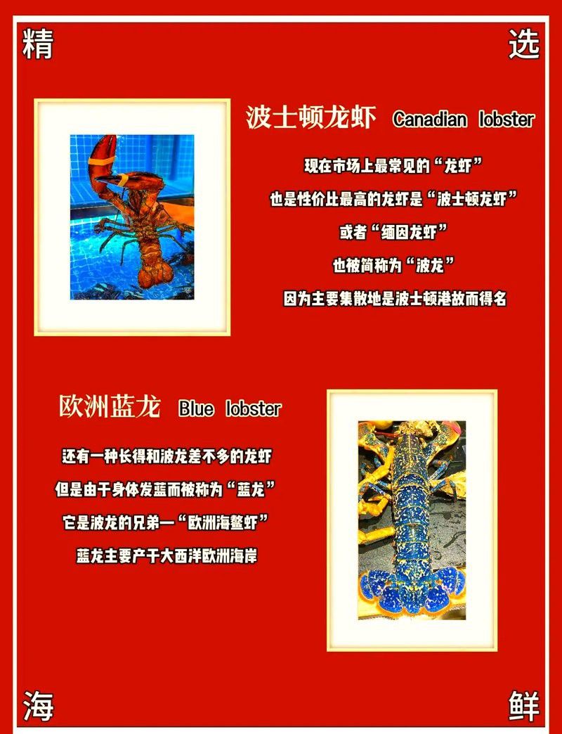 藍色的龍魚多少錢一斤圖片 藍色的龍魚多少錢一斤圖片 龍魚百科 第20張