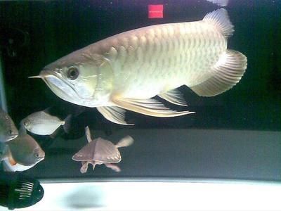 圖騰青龍魚（圖騰青龍魚是一種集美麗、文化和文化和經(jīng)濟價值于一體的水族寵物）