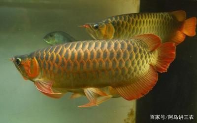 青龍魚是什么顏色：青龍魚與紅龍魚的區別，