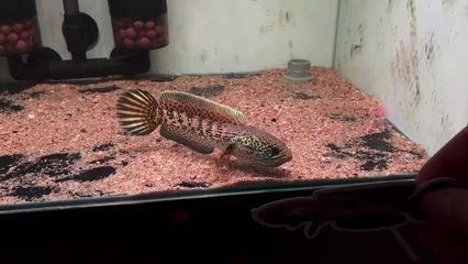 黃金眼鏡蛇雷龍魚怎么訓練咬缸（如何訓練黃金眼鏡蛇雷龍魚咬缸）