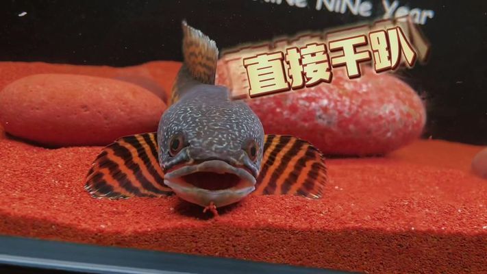 黃金眼鏡蛇雷龍魚怎么訓練咬缸（如何訓練黃金眼鏡蛇雷龍魚咬缸）