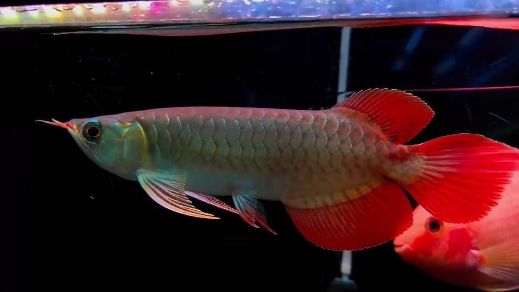 紅龍魚尾巴開叉怎么辦：紅龍魚尾巴開叉是怎么回事