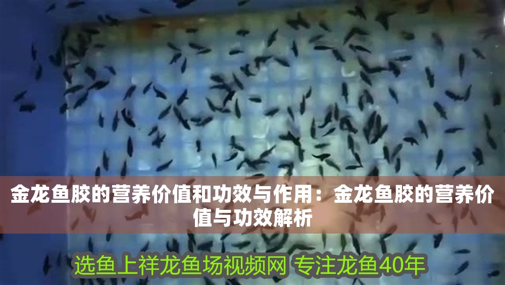 金龍魚膠的營養(yǎng)價(jià)值和功效與作用：金龍魚膠的營養(yǎng)價(jià)值與功效解析