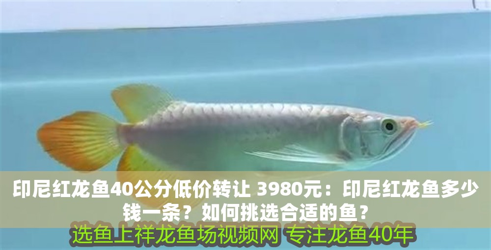 印尼紅龍魚40公分低價轉讓 3980元：印尼紅龍魚多少錢一條？如何挑選合適的魚？