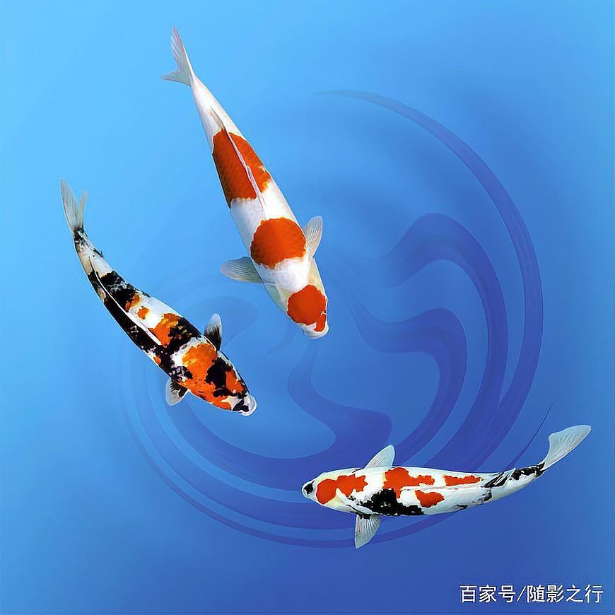 屬龍的人適合養幾條魚？