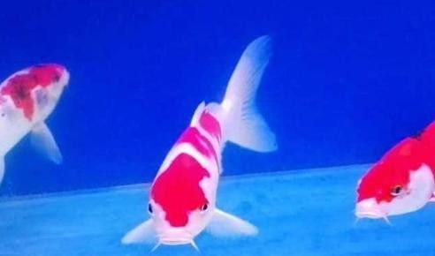 屬龍的人適合養(yǎng)幾條魚？