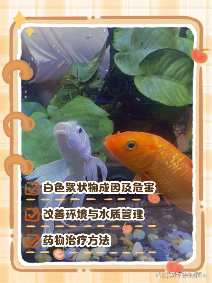 龍魚鰓蓋白色絮狀物如何快速治療？