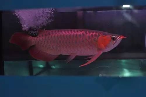 龍魚用天天喂食嗎：關于龍魚喂食頻率的一些建議