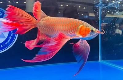 紅龍魚的性格：如何判斷紅龍魚的性格