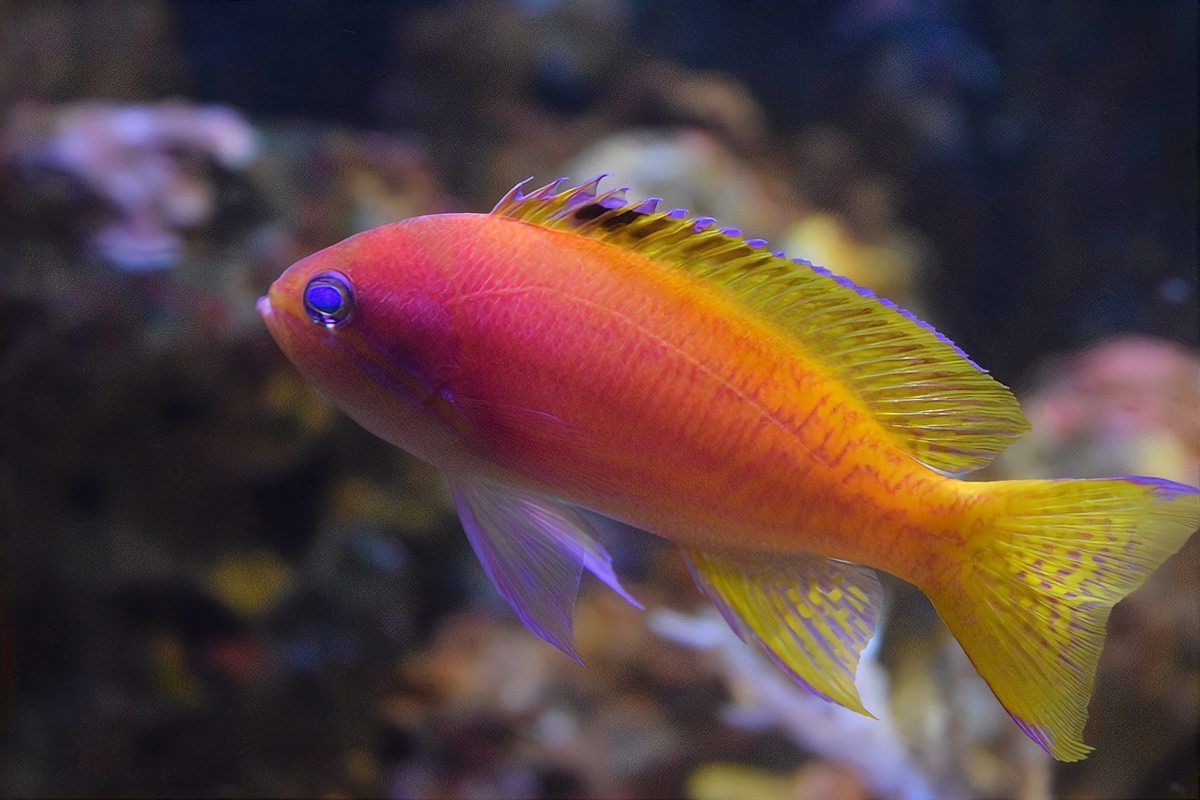 金鯛魚是什么檔次的魚 金鯛魚是什么檔次的魚 龍魚百科 第3張