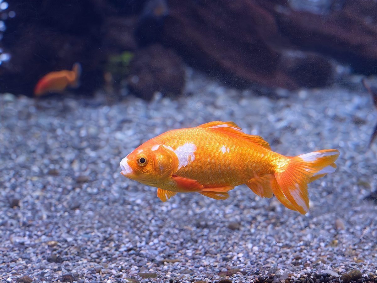 金鯛魚是什么檔次的魚 金鯛魚是什么檔次的魚 龍魚百科 第5張