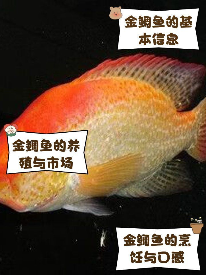 金鯛魚是什么檔次的魚 金鯛魚是什么檔次的魚 龍魚百科 第13張