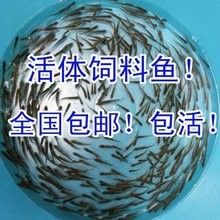 龍魚吃的小魚在哪買的到