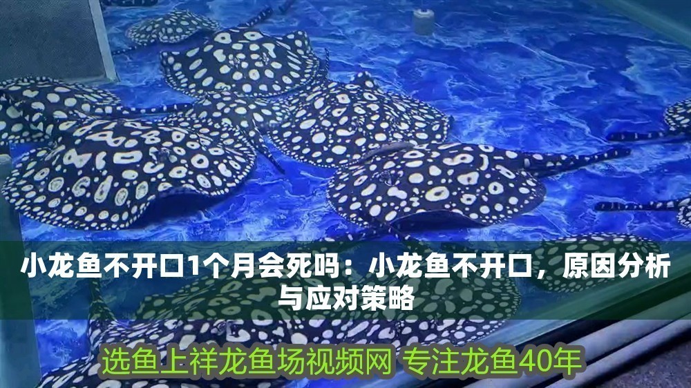 小龍魚(yú)不開(kāi)口1個(gè)月會(huì)死嗎：小龍魚(yú)不開(kāi)口，原因分析與應(yīng)對(duì)策略