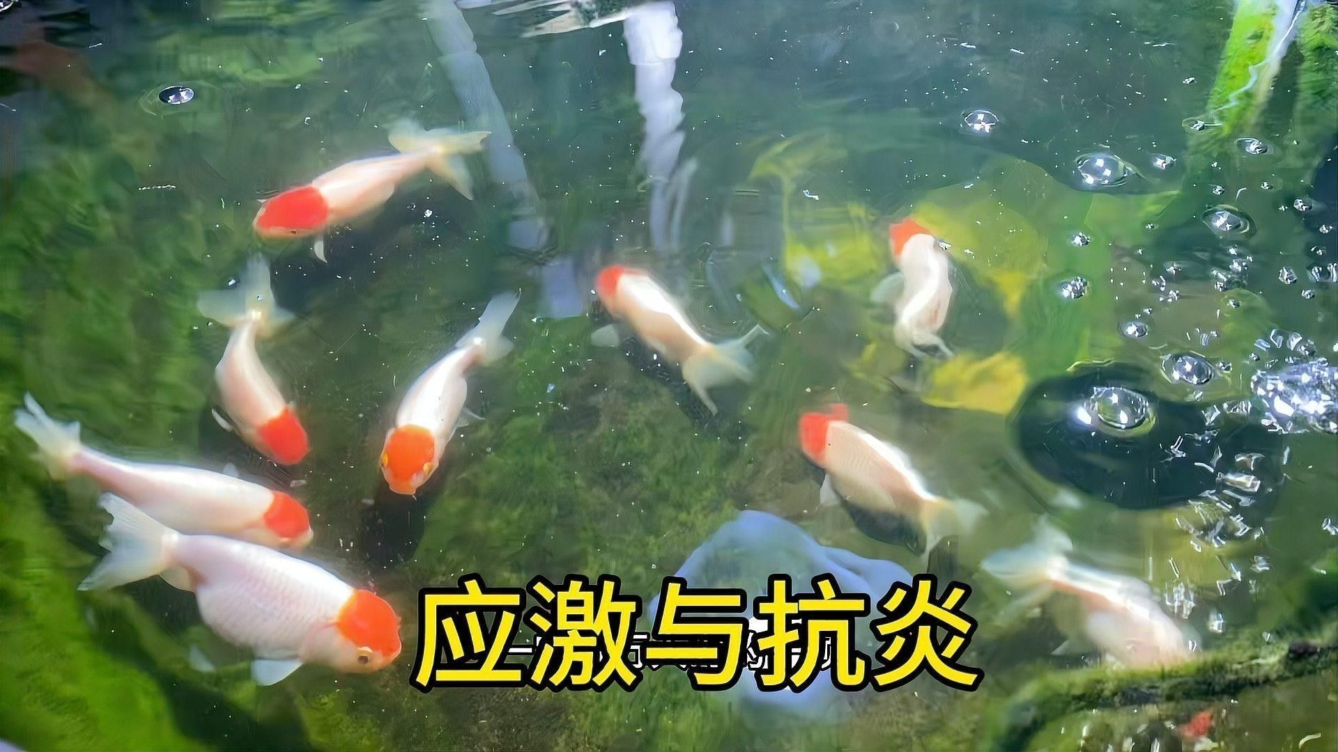 龍魚(yú)出現(xiàn)應(yīng)激反應(yīng)應(yīng)該如何處理？
