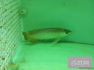 半圓型魚缸（半圓型魚缸風(fēng)水?dāng)[放技巧半圓魚缸自動化功能介紹）