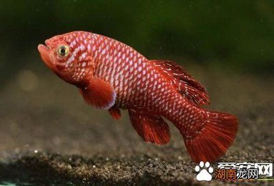 龍魚小的時候都一樣嗎（幼年龍魚在幼年時期的外觀和行為與成年時有著明顯的差異）