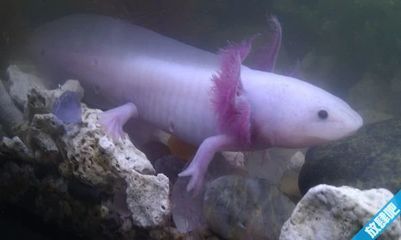龍魚小的時候都一樣嗎（幼年龍魚在幼年時期的外觀和行為與成年時有著明顯的差異）