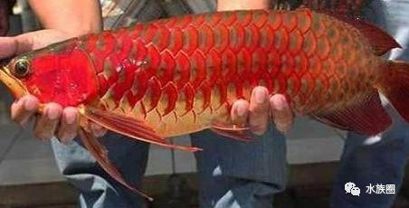 紅龍魚的品牌有哪些名字呢怎么讀：紅龍魚品牌價(jià)格對(duì)比，紅龍魚品牌歷史沿革，紅龍魚品牌市場(chǎng)評(píng)價(jià)