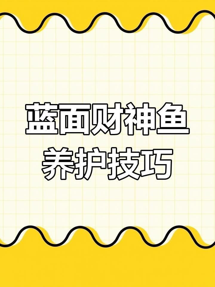 藍面財神魚的正確養(yǎng)法