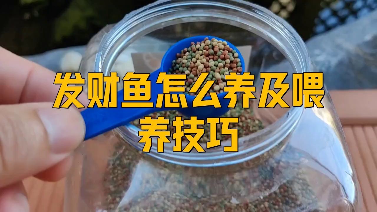 藍面財神魚的正確養(yǎng)法