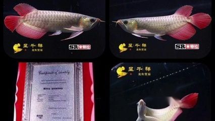 紅龍魚需要定期檢疫嗎:紅龍魚需要定期檢疫嗎紅龍魚需要定期檢疫嗎 龍魚百科 第1張 紅龍魚需要定期檢疫嗎:紅龍魚需要定期檢疫嗎紅龍魚需要定期檢疫嗎 紅龍魚需要定期檢疫嗎:紅龍魚需要定期檢疫嗎紅龍魚需要定期檢疫嗎 龍魚百科 第1張