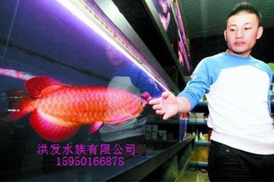 紅龍魚需要定期檢疫嗎:紅龍魚需要定期檢疫嗎紅龍魚需要定期檢疫嗎 龍魚百科 第2張 紅龍魚需要定期檢疫嗎:紅龍魚需要定期檢疫嗎紅龍魚需要定期檢疫嗎 紅龍魚需要定期檢疫嗎:紅龍魚需要定期檢疫嗎紅龍魚需要定期檢疫嗎 龍魚百科 第2張
