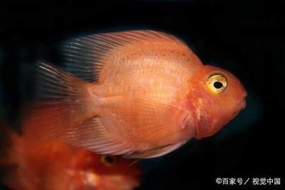 龍魚身上長白點怎么回事：龍魚白點病的自然療法 龍魚身上長白點怎么回事：龍魚白點病的自然療法 龍魚百科 第4張