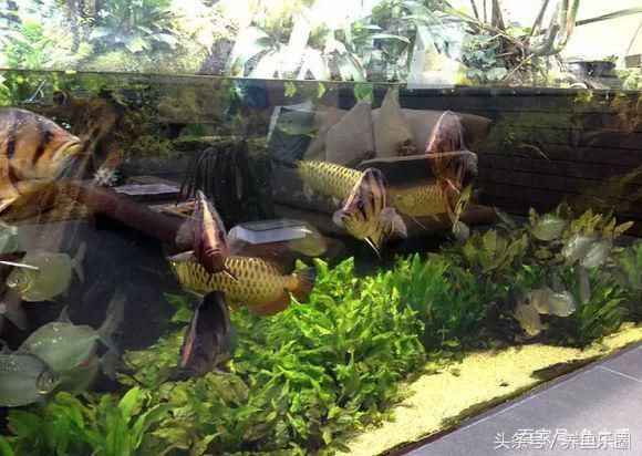 龍魚用什么過濾棉好：如何選擇適合龍魚的過濾棉