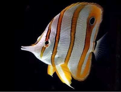 幽靈火箭魚混養水族箱布局：幽靈火箭魚混養水族箱布局的要點