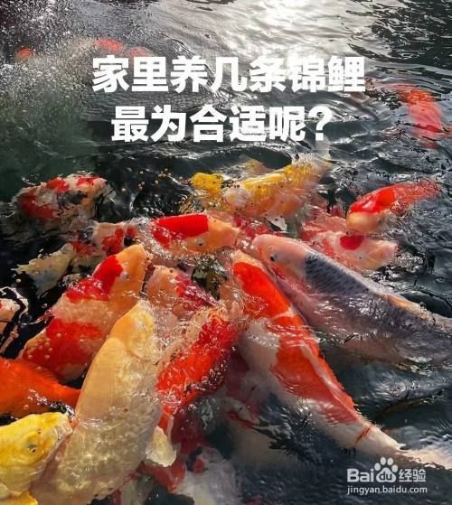 芥子錦鯉養幾條最好 芥子錦鯉養幾條最好 龍魚百科 第3張