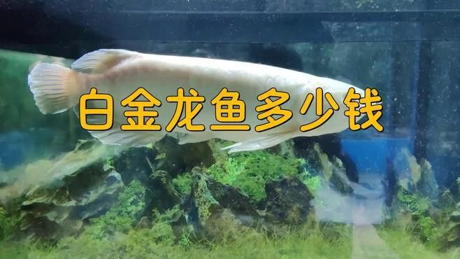 白色龍魚圖片欣賞 白色龍魚圖片欣賞 龍魚百科 第27張