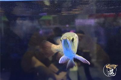 龍魚燈光擺放位置示意圖：關于龍魚燈光擺放位置的示意圖詳情