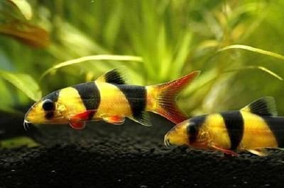 龍魚怎么驅(qū)蟲檢疫病毒：龍魚驅(qū)蟲后的護(hù)理