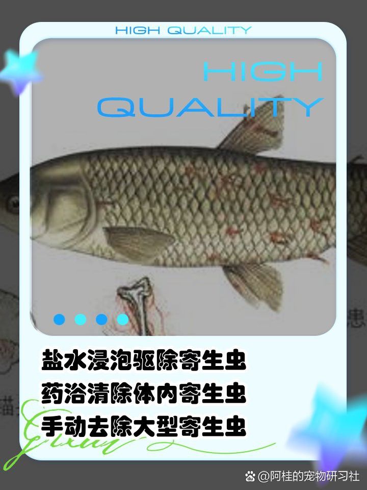 治療龍魚寄生蟲需要多長時間？ 治療龍魚寄生蟲需要多長時間？ 龍魚百科 第8張