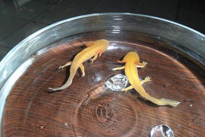 龍魚有四只腳嗎？（龍魚不可能有四只腳龍魚有四只腳龍魚有四只腳嗎） 龍魚有四只腳嗎？（龍魚不可能有四只腳龍魚有四只腳龍魚有四只腳嗎） 龍魚百科 第1張