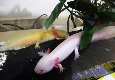龍魚有四只腳嗎？（龍魚不可能有四只腳龍魚有四只腳龍魚有四只腳嗎） 龍魚有四只腳嗎？（龍魚不可能有四只腳龍魚有四只腳龍魚有四只腳嗎） 龍魚百科 第3張
