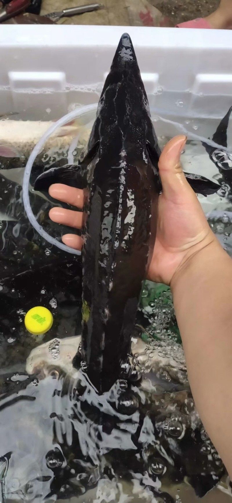 鱘龍魚長啥樣