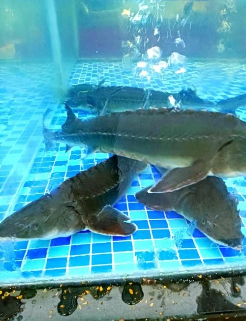 鱘龍魚長啥樣