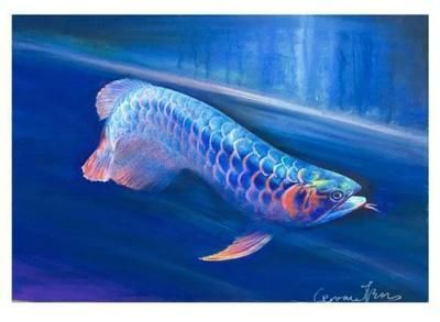 福龍魚有哪幾種（福龍魚中的一種特殊體型，不是獨立的品種分類，而是它）