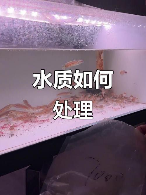 如何預防雷龍魚感染腹水病？ 如何預防雷龍魚感染腹水病？ 龍魚百科 第2張