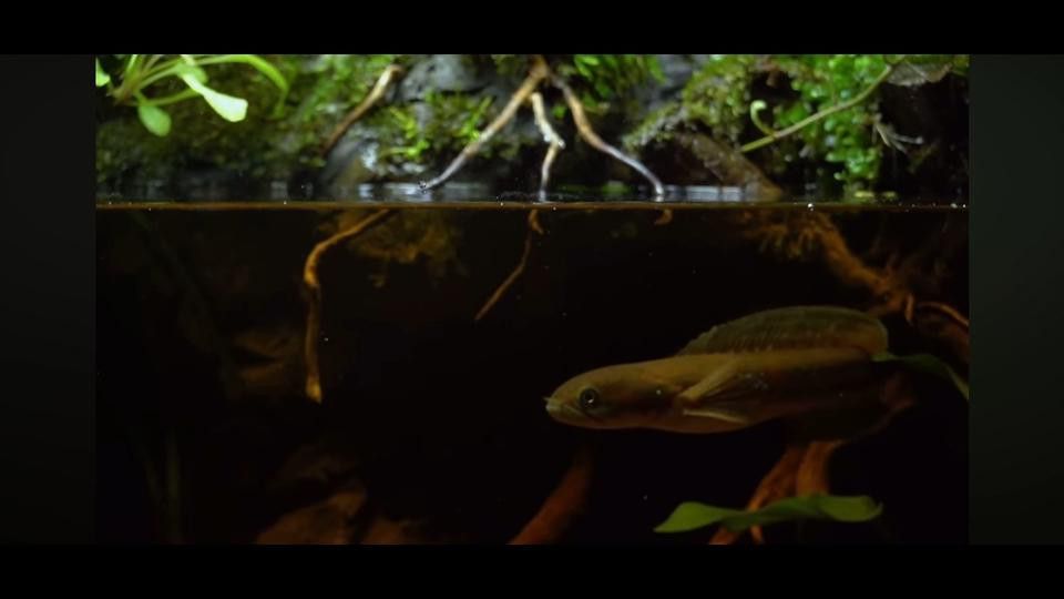 如何預防雷龍魚感染腹水病？ 如何預防雷龍魚感染腹水病？ 龍魚百科 第13張