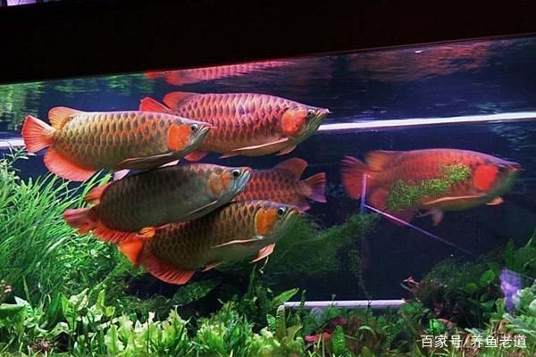 龍魚活食處理:如何處理龍魚活食 龍魚百科 第5張 龍魚活食處理:如何處理龍魚活食 龍魚活食處理:如何處理龍魚活食 龍魚百科 第5張