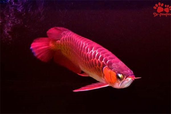 龍魚(yú)爛尾會(huì)傳染嗎？