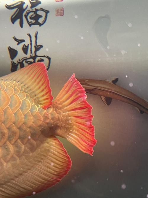 推薦一些高清的紅龍魚壁紙