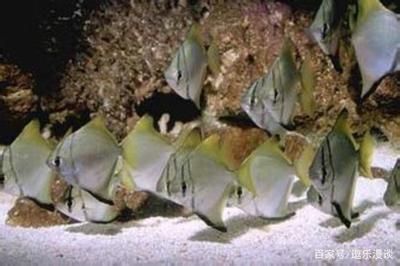 蝙蝠鯧和龍魚能和什么魚混養(yǎng)的魚混養(yǎng)嗎，龍魚能和什么魚混養(yǎng)嗎：關(guān)于蝙蝠鯧和龍魚混養(yǎng)的問題