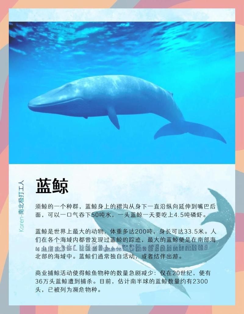鯨魚大小排名1到100 龍魚百科 第8張 鯨魚大小排名1到100 鯨魚大小排名1到100 龍魚百科 第8張