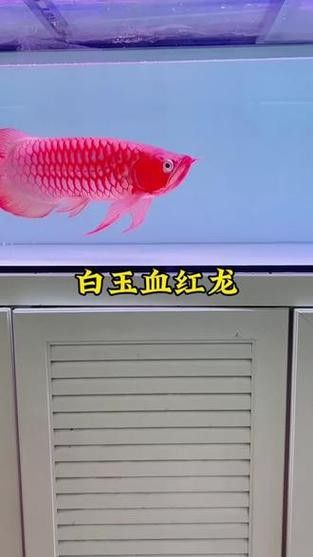 紅龍魚哪個品種好養活一點