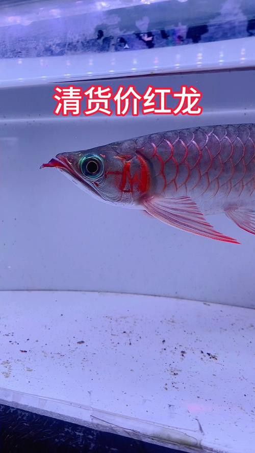 紅龍魚哪個品種好養活一點